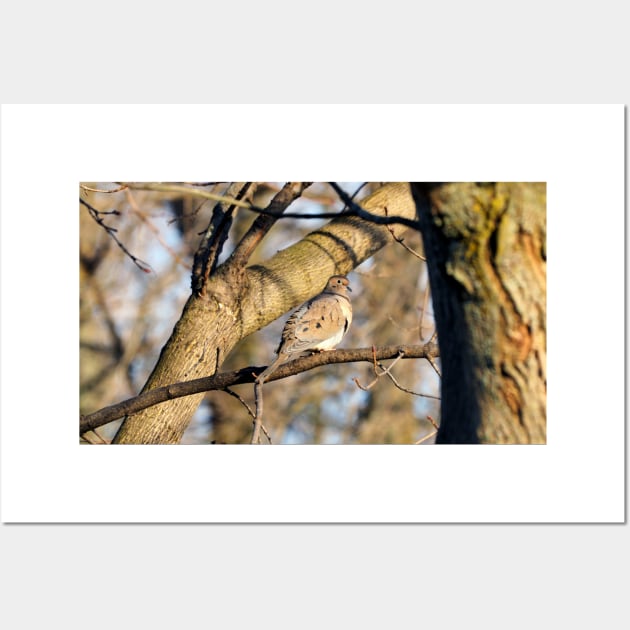 Mourning Dove Perching On A Tree Branch And Staring Wall Art by BackyardBirder